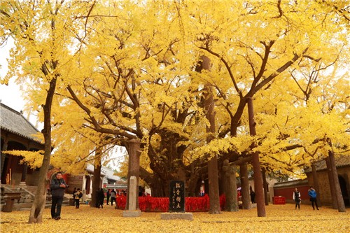 银杏树下的秋日时光？