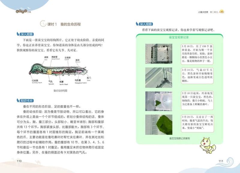 蚕宝宝的成长之旅？