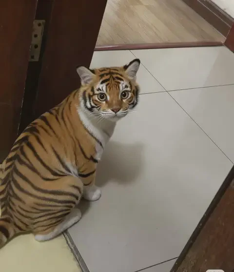 老虎的日记—丛林之王的日常