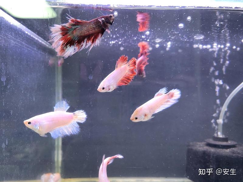 客厅角落的“暴躁”将军—我的斗鱼观察日记