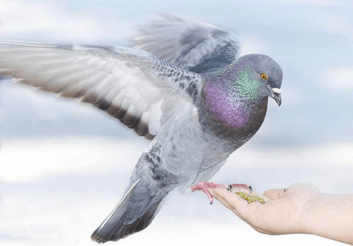 鸽子的日常·羽毛下的故事