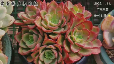 多肉又瘦了,我是不是该重新学养花? 多肉又瘦了,我是不是该重新学养花?