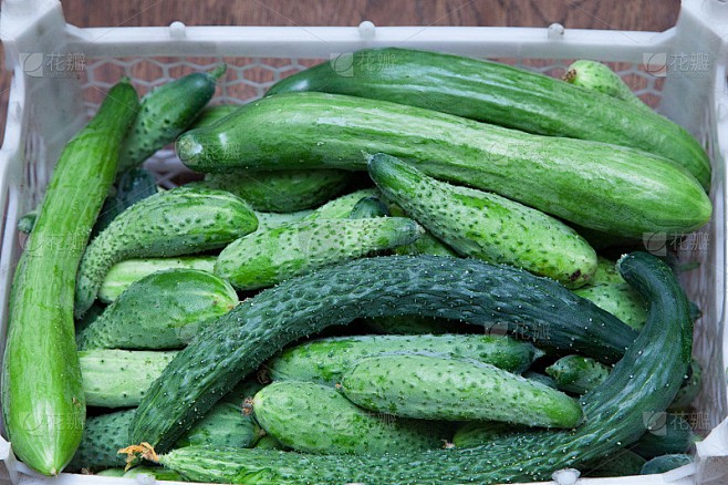 黄瓜的奇妙旅程…