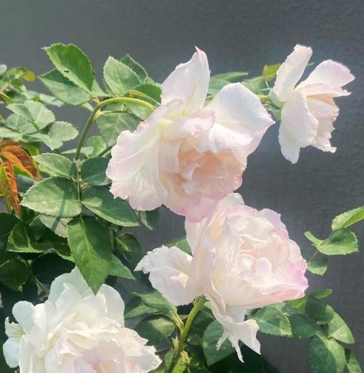 月季花的秘密日记！