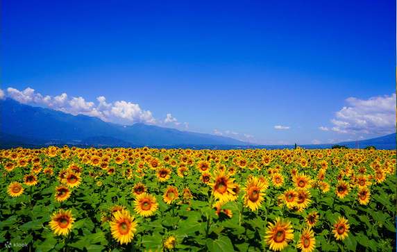 向日葵的日记英语—今天我终于学会说“sunflower”了