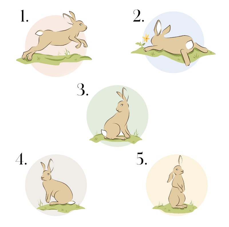 观察日记动物小兔子？