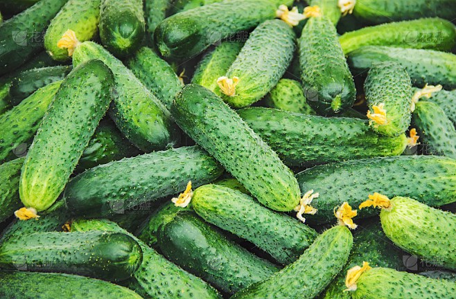 黄瓜日记｜一根黄瓜的逆袭之路