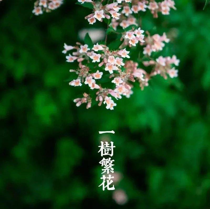 我最喜欢的花日记:玫瑰的芬芳与故事 我最喜欢的花日记:玫瑰的芬芳与故事