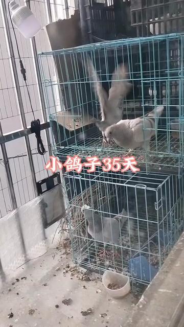 鸽子的羽翼，我的梦想飞翔？