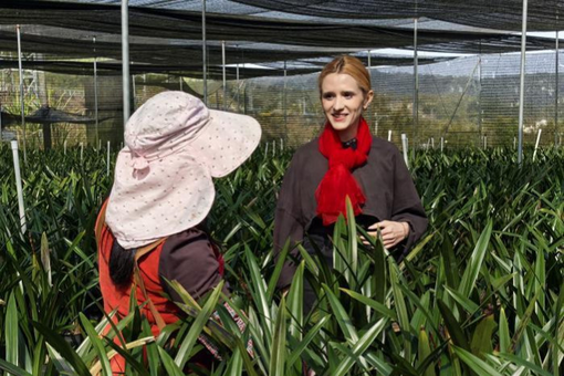 春日里的小小奇迹丨兰花日记