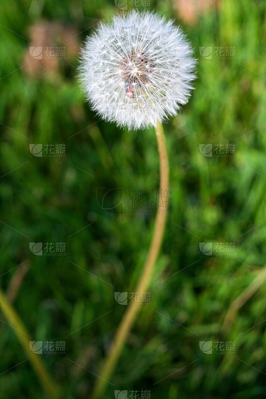 蒲公英的观察日记…