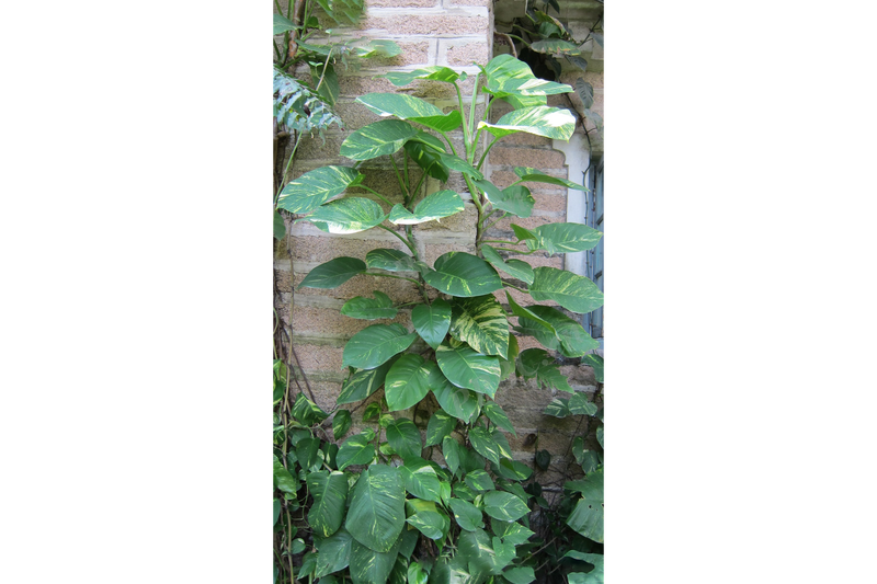 绿萝的“日记”其实挺真实? 绿萝的“日记”其实挺真实?