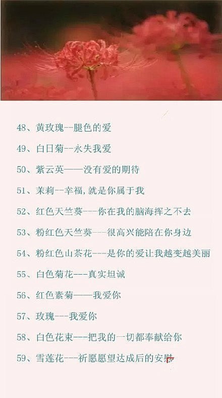 花语情深—用花讲给心爱的你的情话