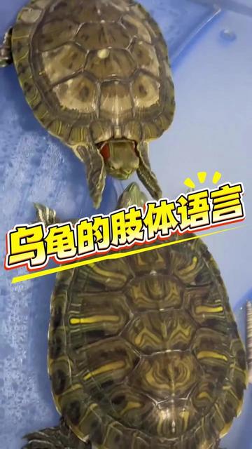 我家那只“慢吞吞”的豆豆,今天又让我笑出了声? 我家那只“慢吞吞”的豆豆,今天又让我笑出了声?