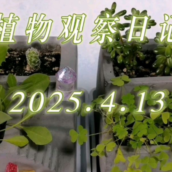 绿萝、发财树和仙人掌的观察日记？