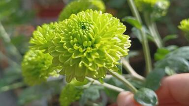 月季花的秘密花园