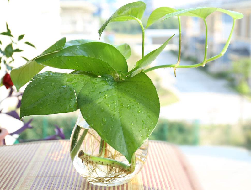 绿萝的奇妙之旅—水中绽放的生命之花