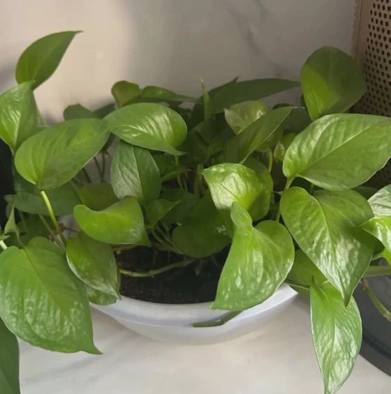 绿萝的四次呼吸丨我与它的日常对话