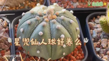 观察日记丨仙人球的日常