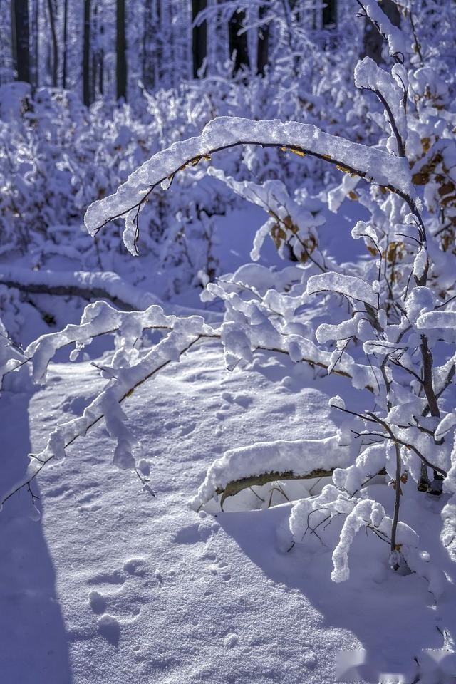 雪落无声，情意如初丨古文情话里的冬日温柔