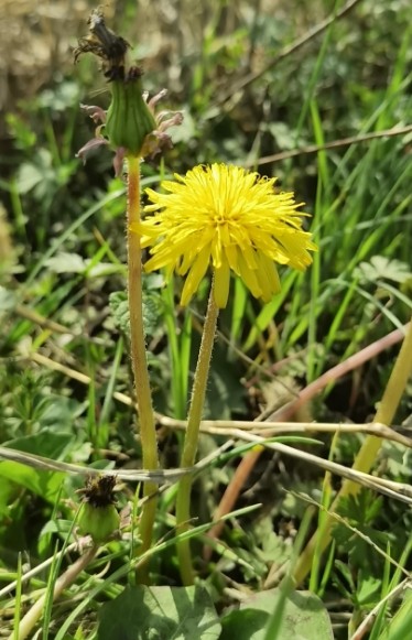 秋日里的倔强黄