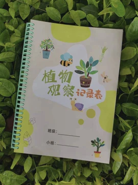 绿豆发芽记—从种子到新生命的奇妙旅程