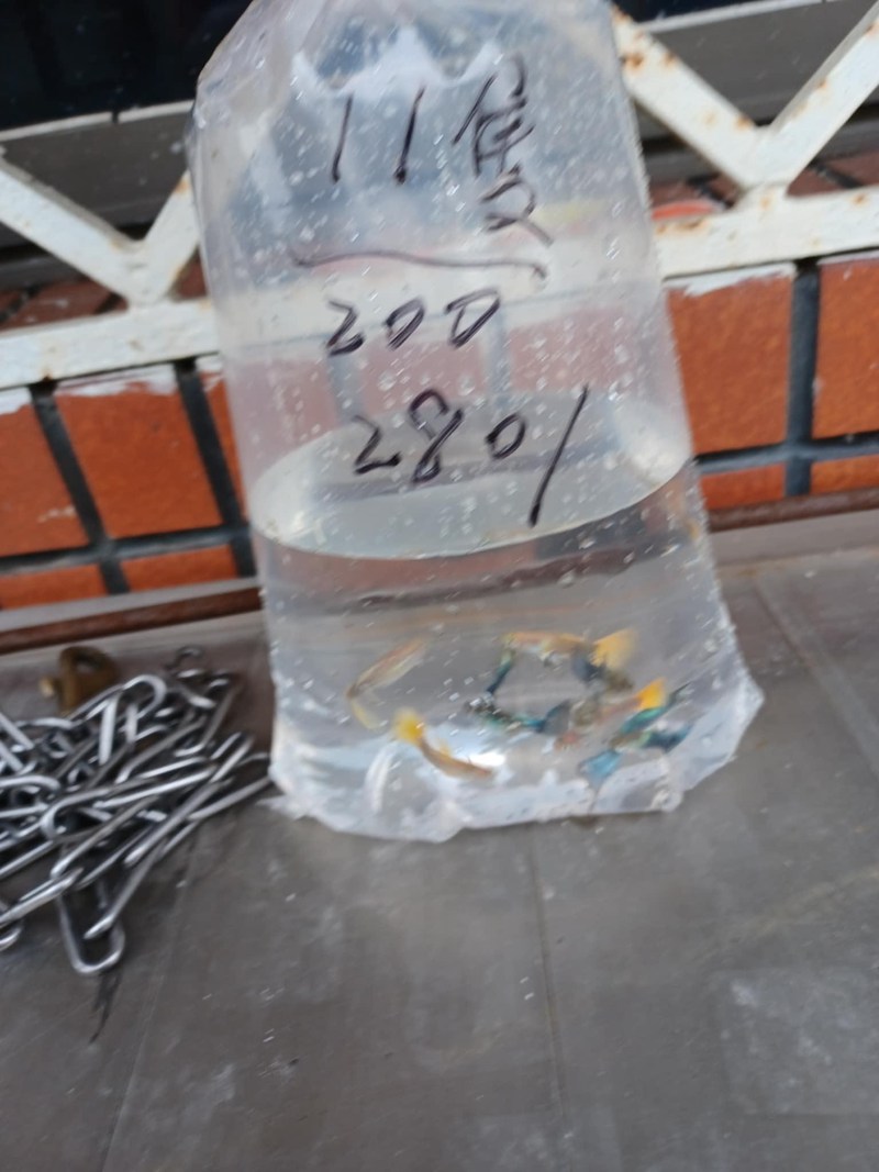 金鱼与我的一天
