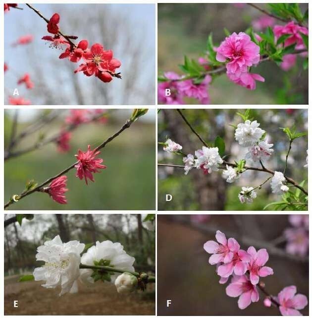 月季情话·爱在四季轮回中绽放