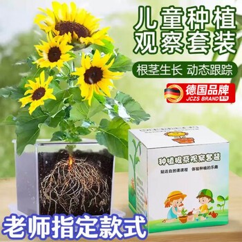 小树苗的观察日记·成长的足迹