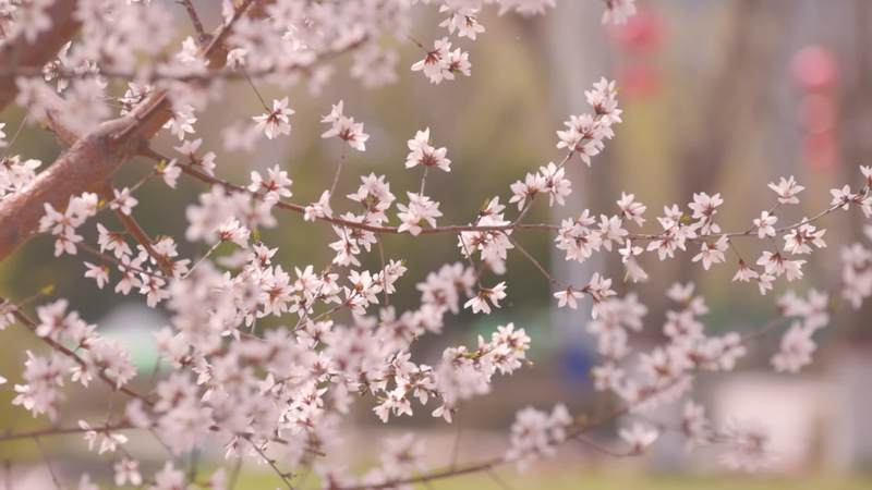 桃花绽放，春意盎然！