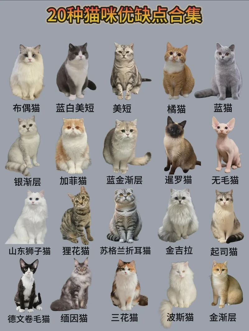 爱猫日记·一只猫的视角下的生活感悟