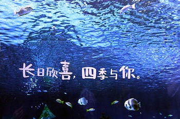 镜头下的爱语丨情话摄影的魅力