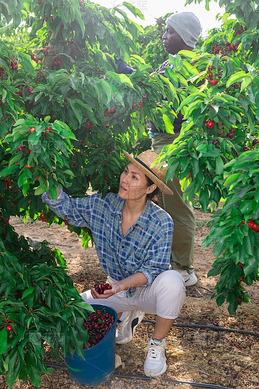 樱桃树下的小确幸…