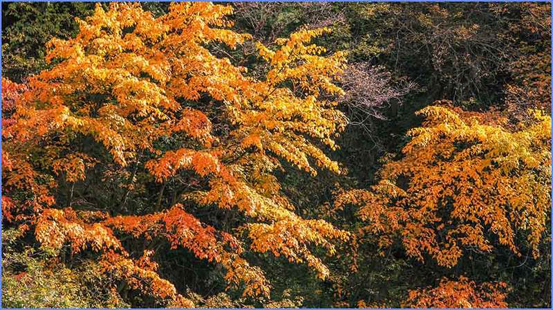 情话金秋｜在落叶中寻找爱情的足迹