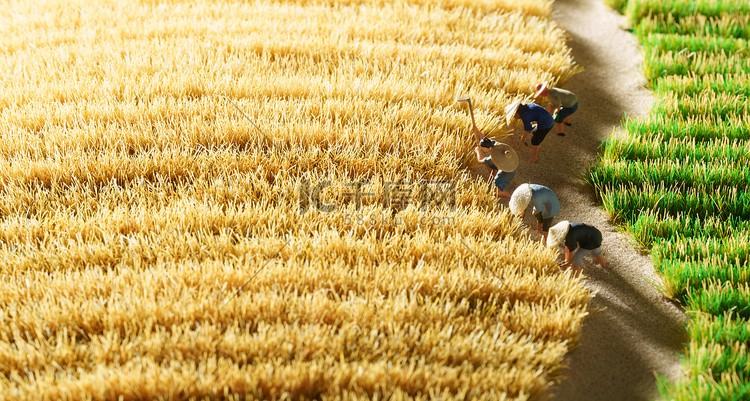 金黄的希望与汗水…