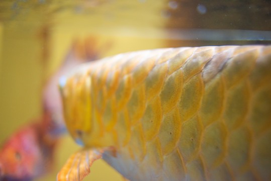 金龙鱼的飞舞瞬间？