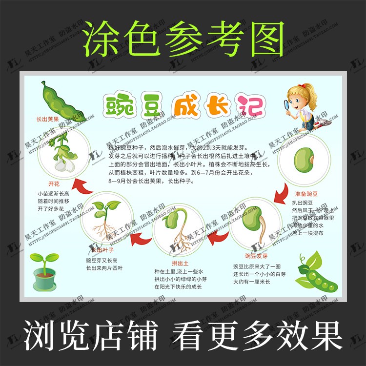 豆子的成长日记：从一颗小豆子到绿意盎然