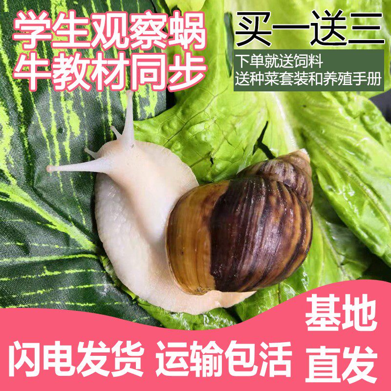 窗台上的白玉蜗牛！