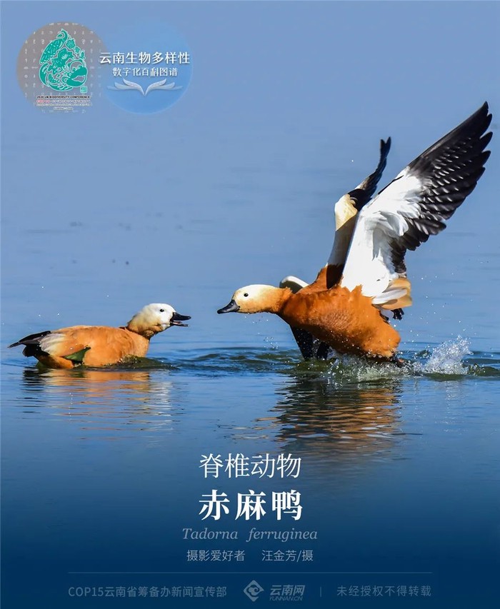 鸟叫情话丨大自然的浪漫之声