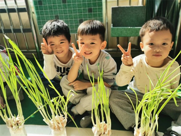 【大蒜观察日记丨植物生长的奥秘】