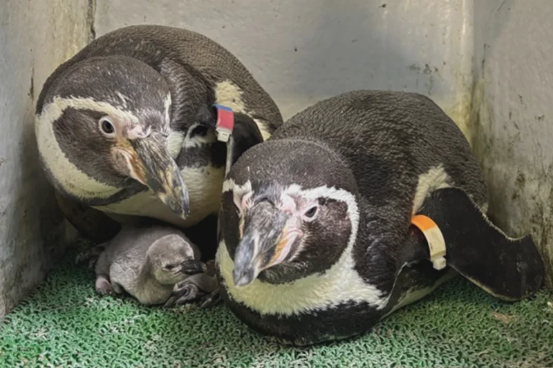 公园里的动物观察日记｜小松鼠的敏捷与老猫的慵懒