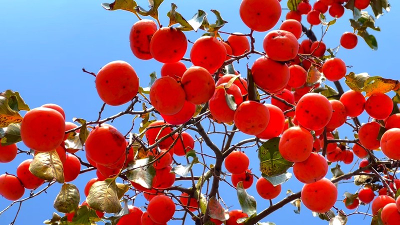 老柿子树又挂果了，这季节来得真快啊…