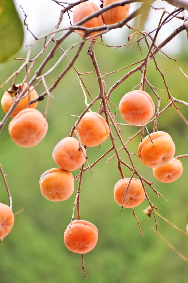 柿子情话—秋天的甜蜜与你相遇