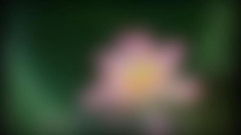 夏天的微风，吹过心田…