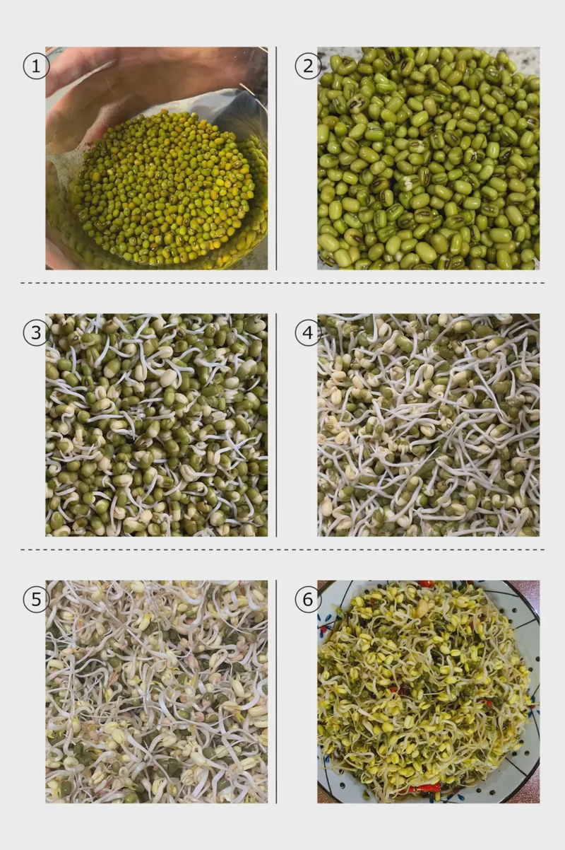 豆芽里的生活哲学…