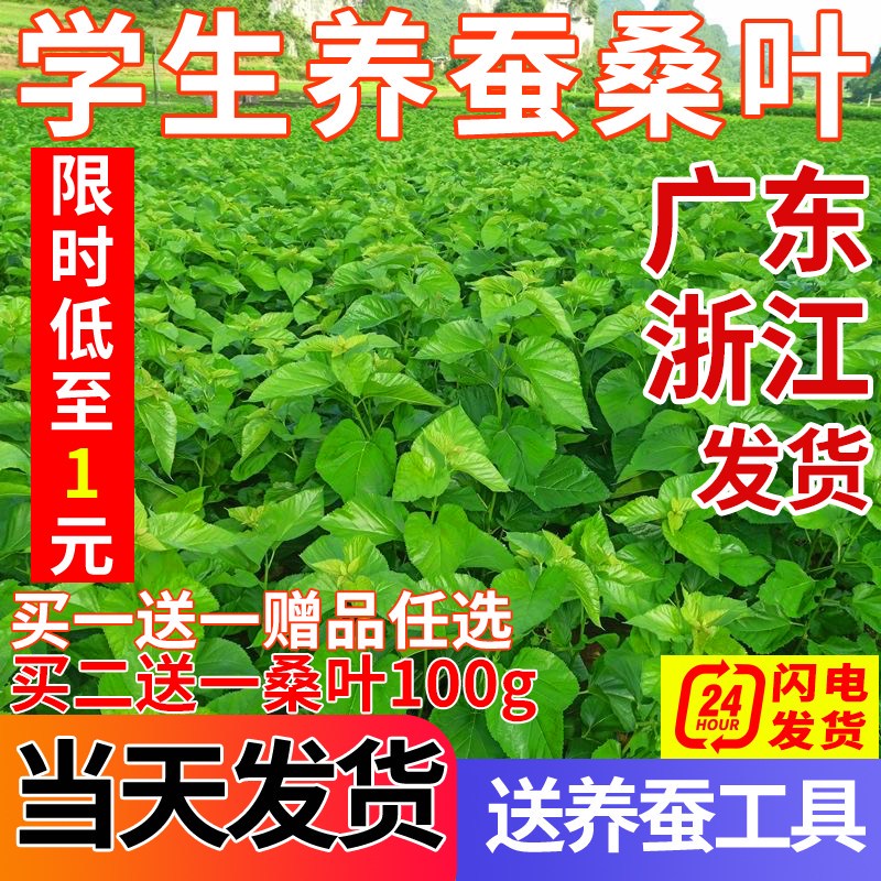 养蚕日记｜见证生命的“换皮”时刻