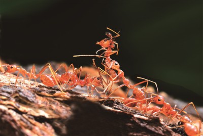 小蚂蚁的大行动,今天真神奇! 小蚂蚁的大行动,今天真神奇!