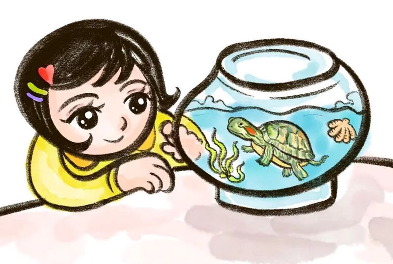 我家的小乌龟日记｜慢悠悠的生活哲学