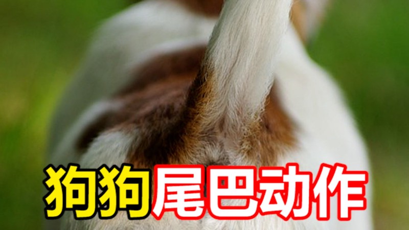 你是我心里最柔软的尾巴！