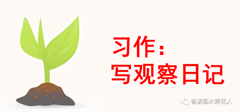 花市里的小确幸！